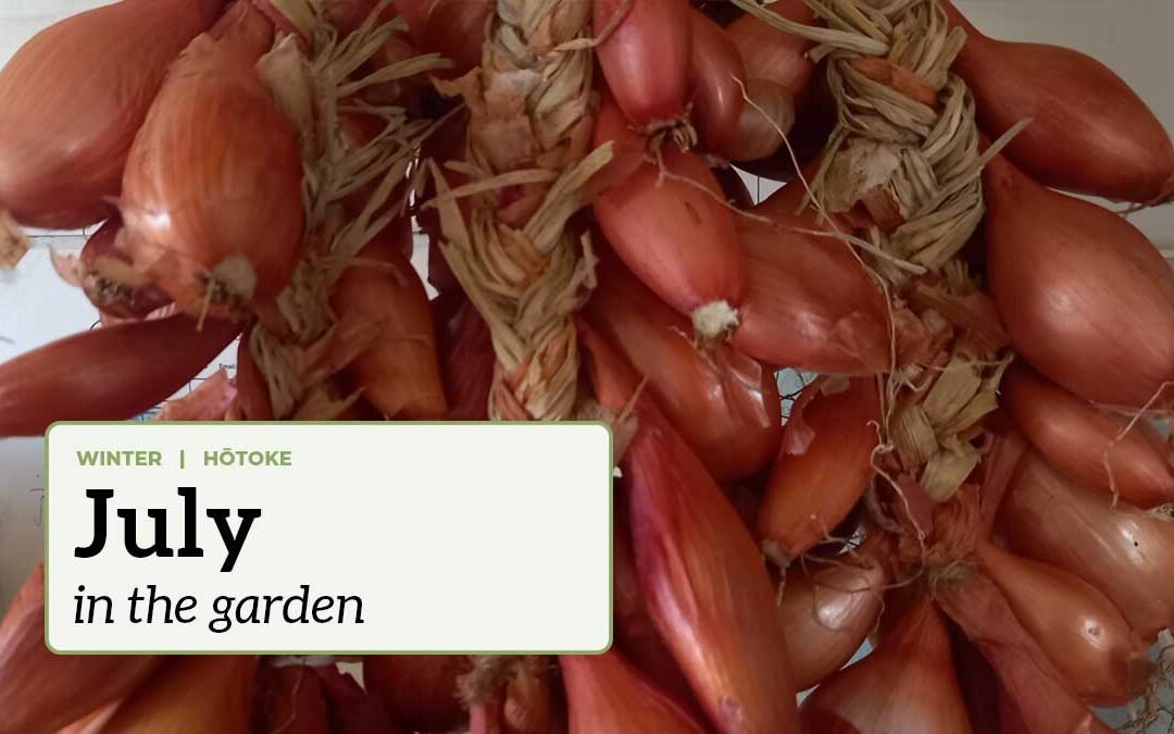 July in the garden