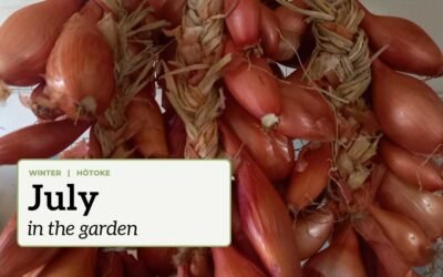Braids of shallots with the text "July in the garden".
