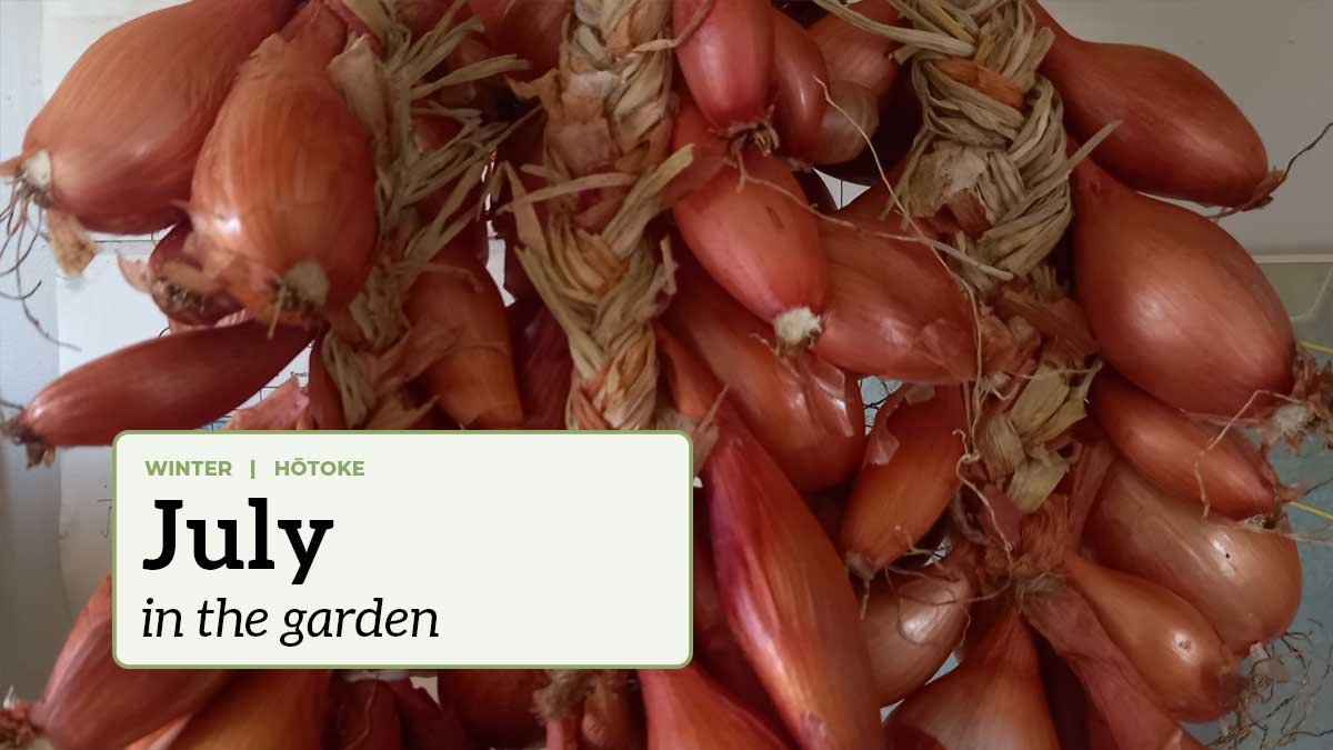 Braids of shallots with the text "July in the garden". Braids of shallots with the text "July in the garden".