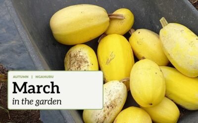 March in the garden A wheelbarrow of spaghetti squash with the text "March in the garden".