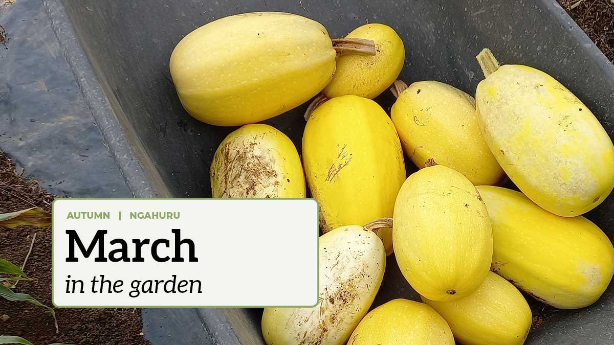 A wheelbarrow of spaghetti squash with the text "March in the garden".