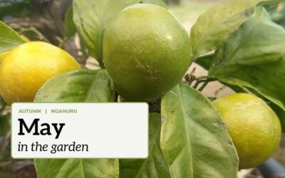 Ripening mandarins with the text "May in the garden".
