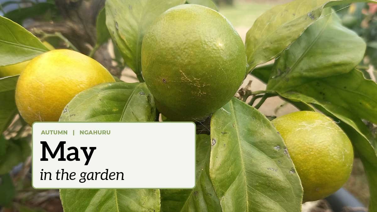 Ripening mandarins with the text "May in the garden".