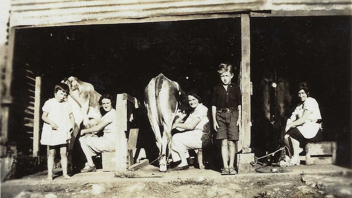 Milking cows at Goat Hill.