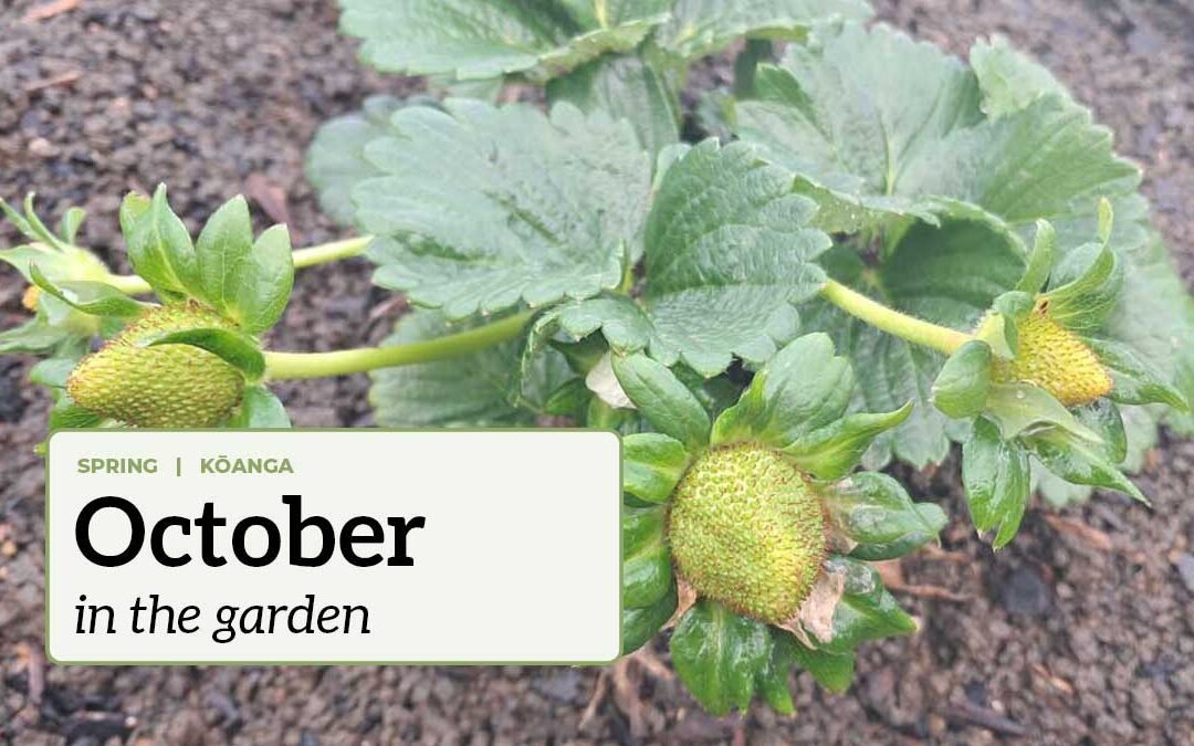 October in the garden