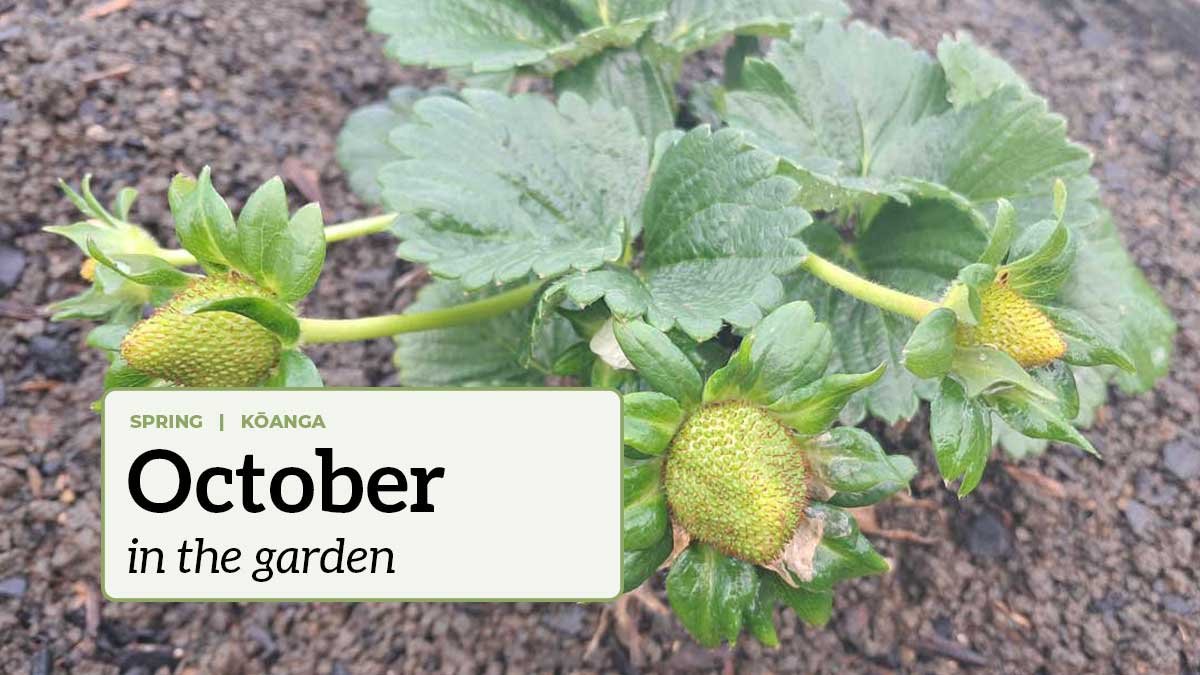 October in the garden Immature strawberries developing on a plant with the text "October in the garden".