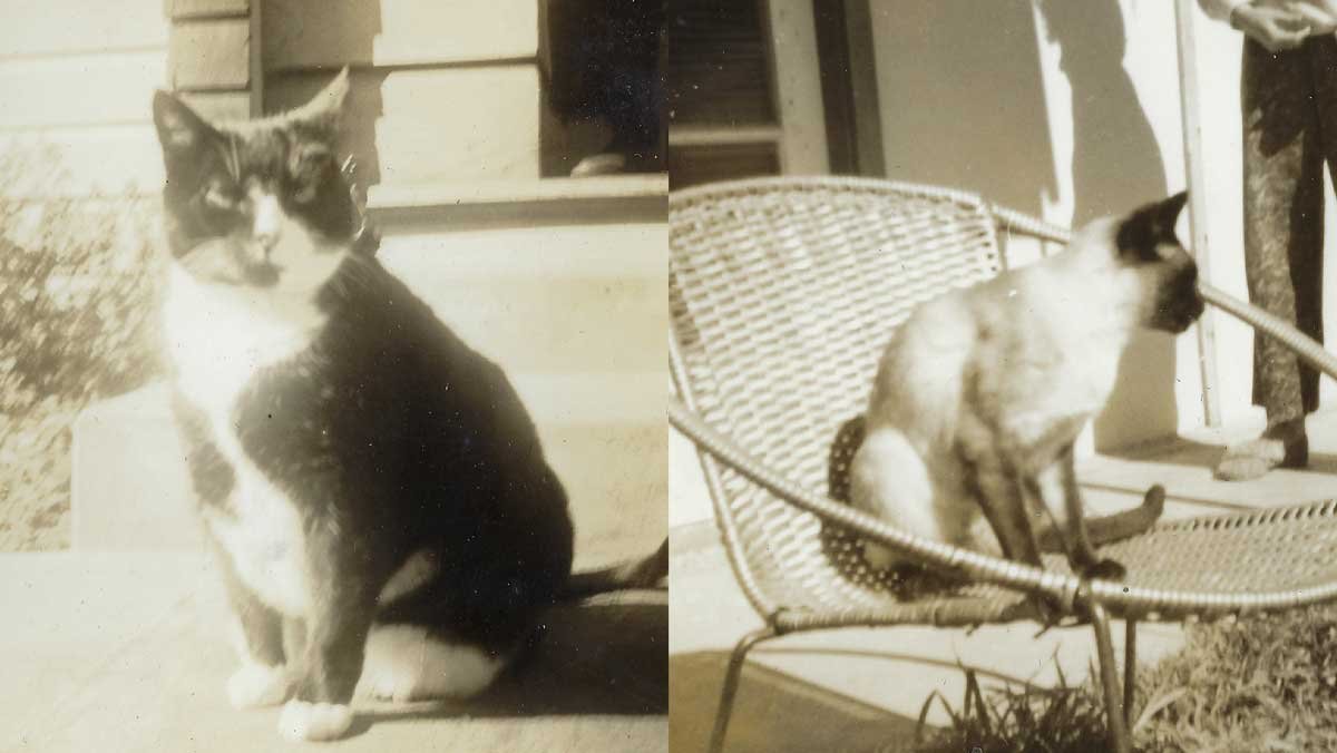 Shirley's cats, Poddy and Sheeba.