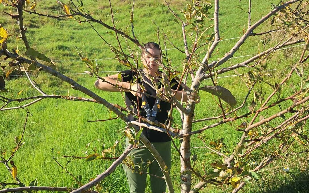 Pruning fruit trees