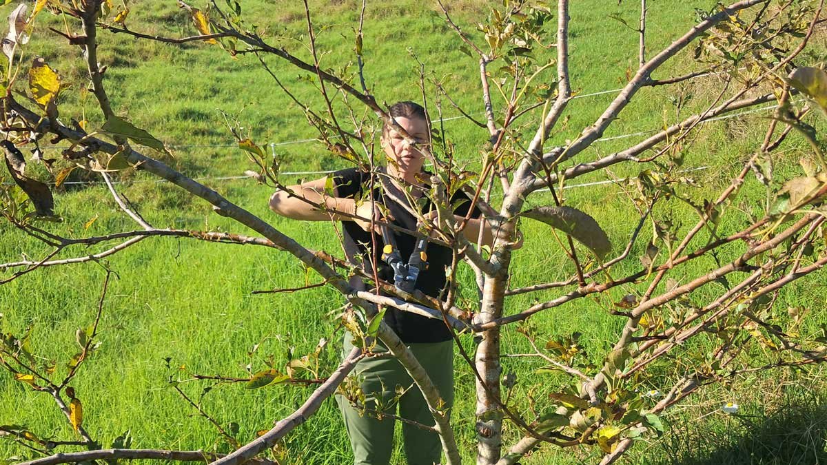 Kat pruning an apple tree with a pair of loppers.