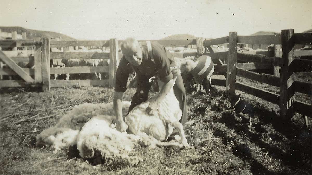 Shearing sheep at Goat Hill in Esk Valley, Napier.