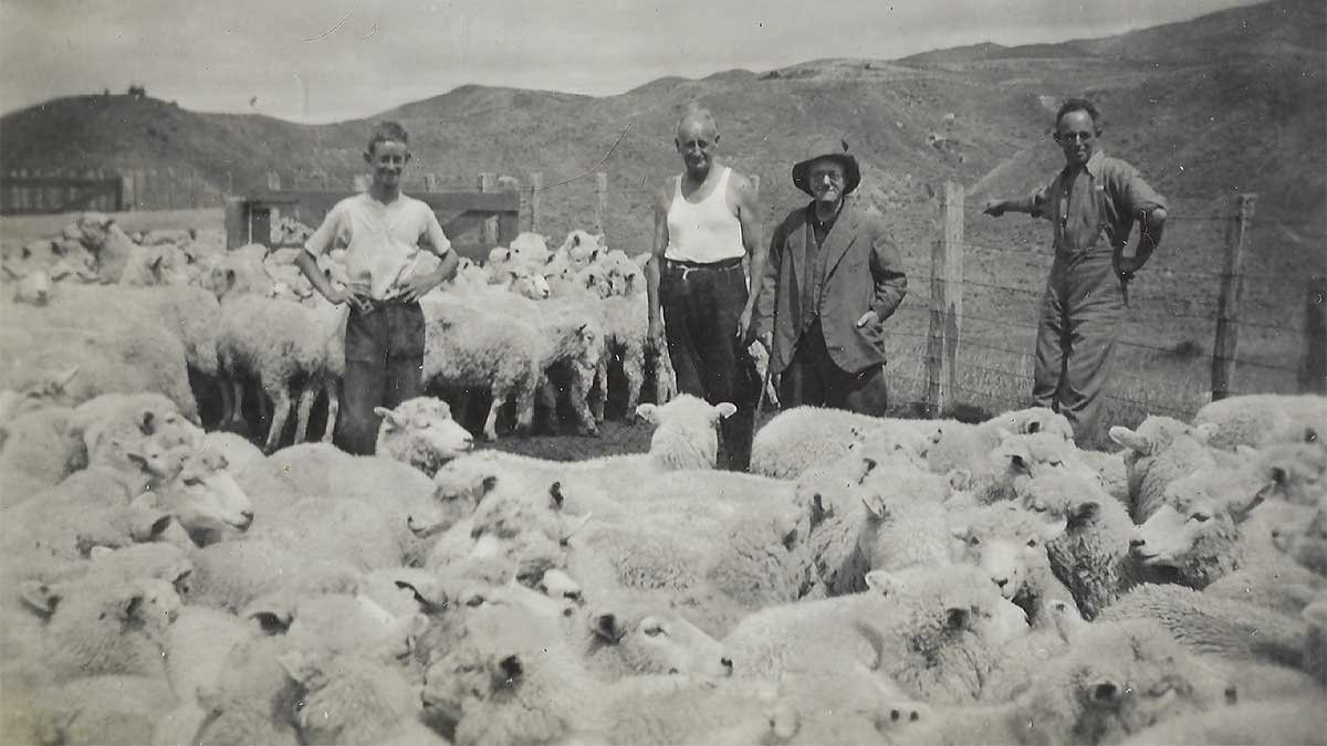 Some people amongst some sheep at Goat Hill.