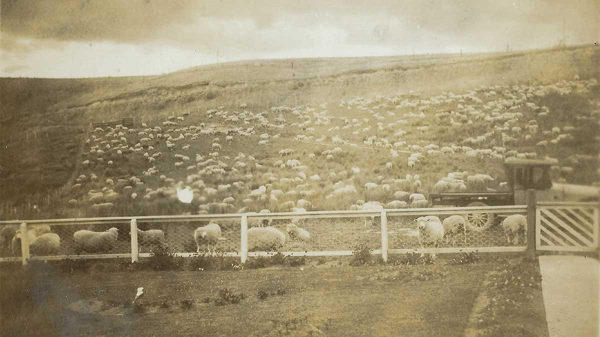 A large flock of sheep at Goat Hill.