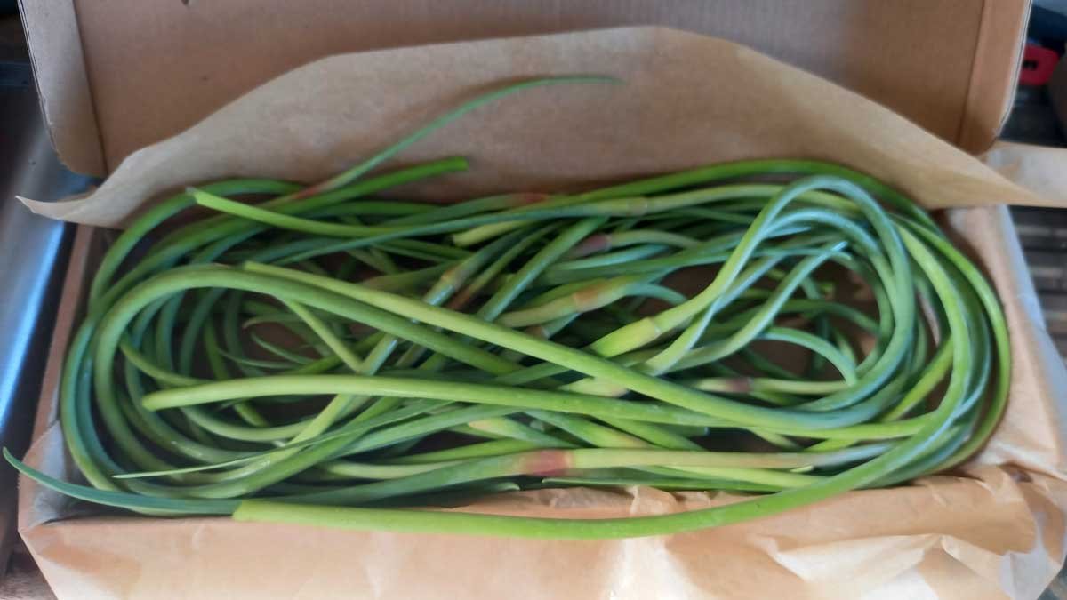 A box filled with collected garlic scapes.