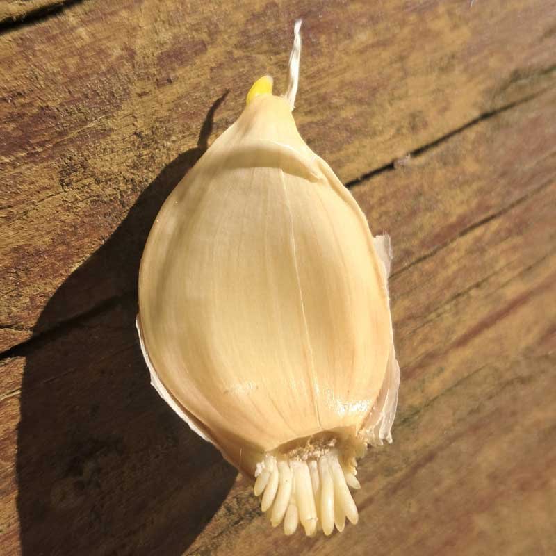 A garlic clove showing its sprouting top and roots. A garlic clove showing its sprouting top and roots.