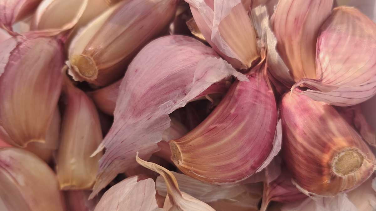Garlic cloves for planting. Garlic cloves for planting.
