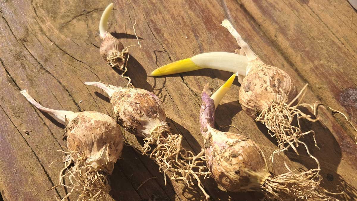 Sprouting garlic rounds. Sprouting garlic rounds.
