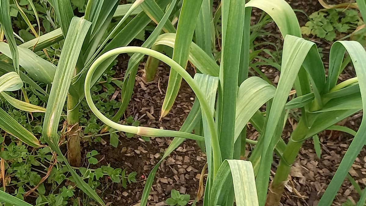 Garlic scape growing from a garlic plant.
