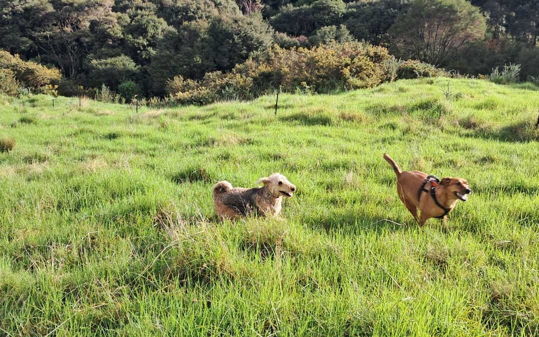 Hine and Roxy playing in front of the fence we installed in 2024. Hine and Roxy playing in front of the fence we installed in 2024.