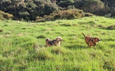 Hine and Roxy playing in front of the fence we installed in 2024.