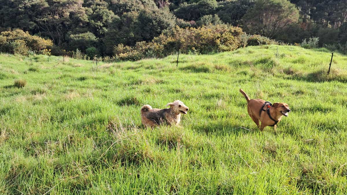 Hine and Roxy playing in front of the fence we installed in 2024.