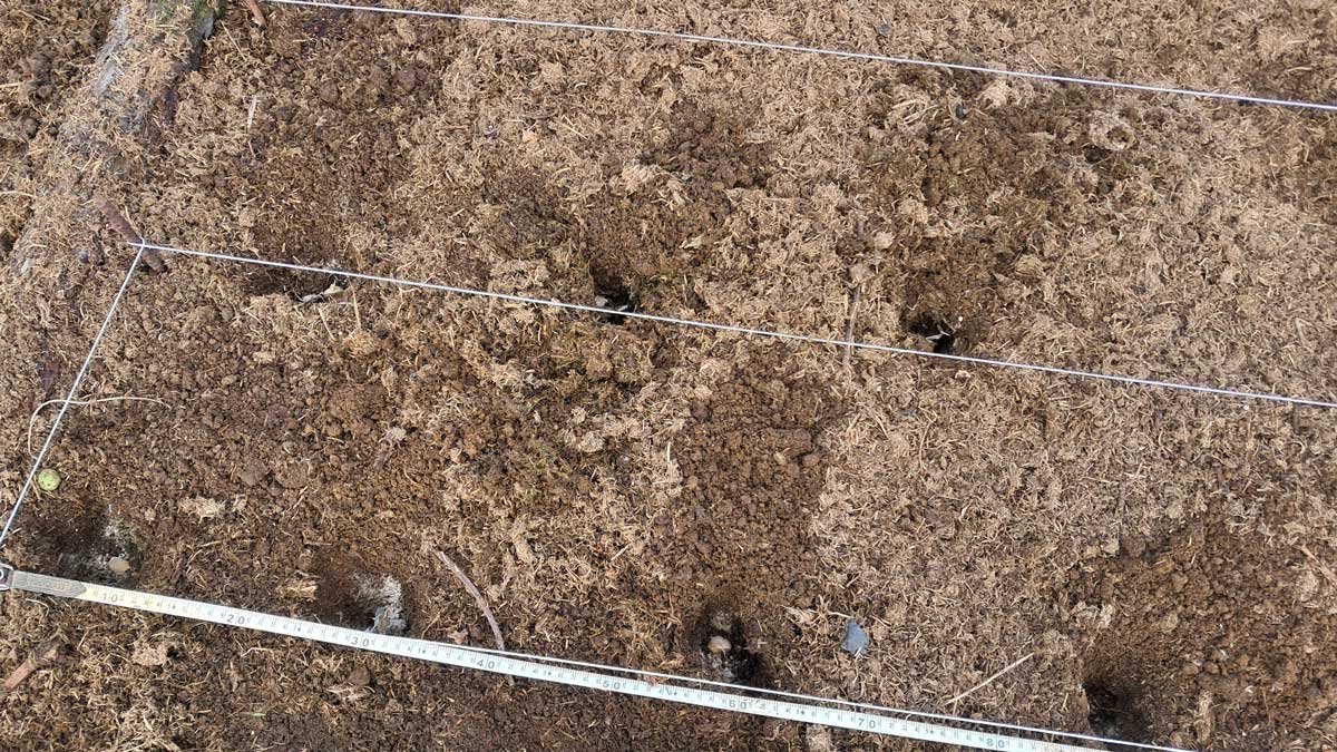 Planting garlic with a measuring tape, string lines, and evenly spaced holes. Planting garlic with a measuring tape, string lines, and evenly spaced holes.