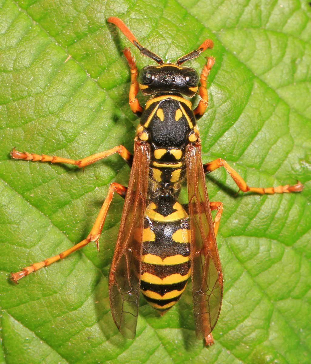 Polistes domina via Wikimedia Commons.