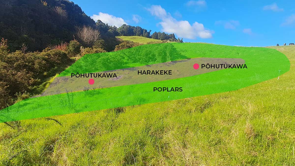 A photograph of the gully from the ground, showing where the selected species will be planted.