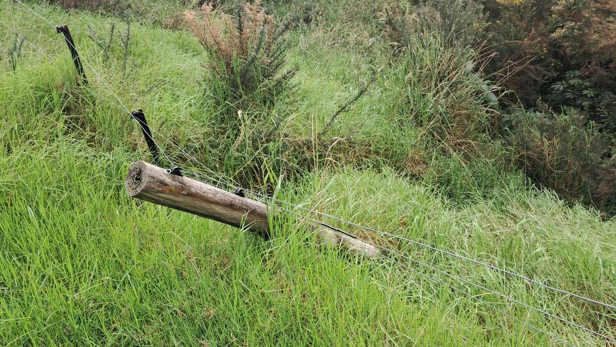 A fence post that looks like the ground has spat it out. A fence post that looks like the ground has spat it out.