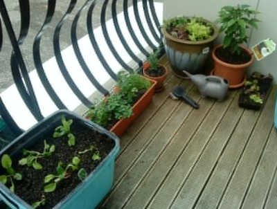 A very early photo of the balcony garden.