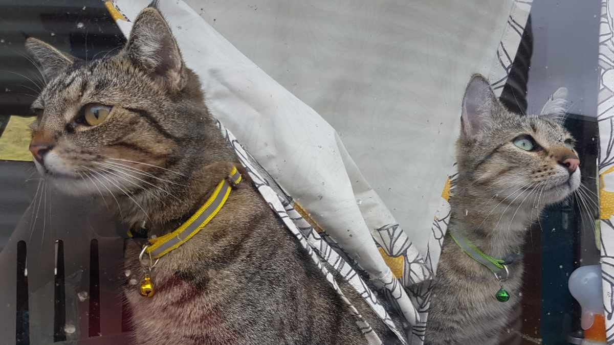 Cats Sabre and Patu looking out the window at their new home on move-in day.