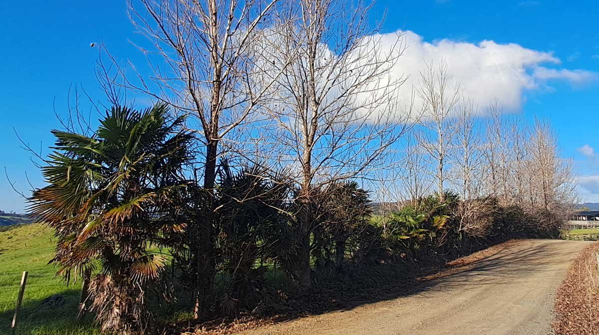Driveway poplars before pruning on one side. Driveway poplars before pruning on one side.