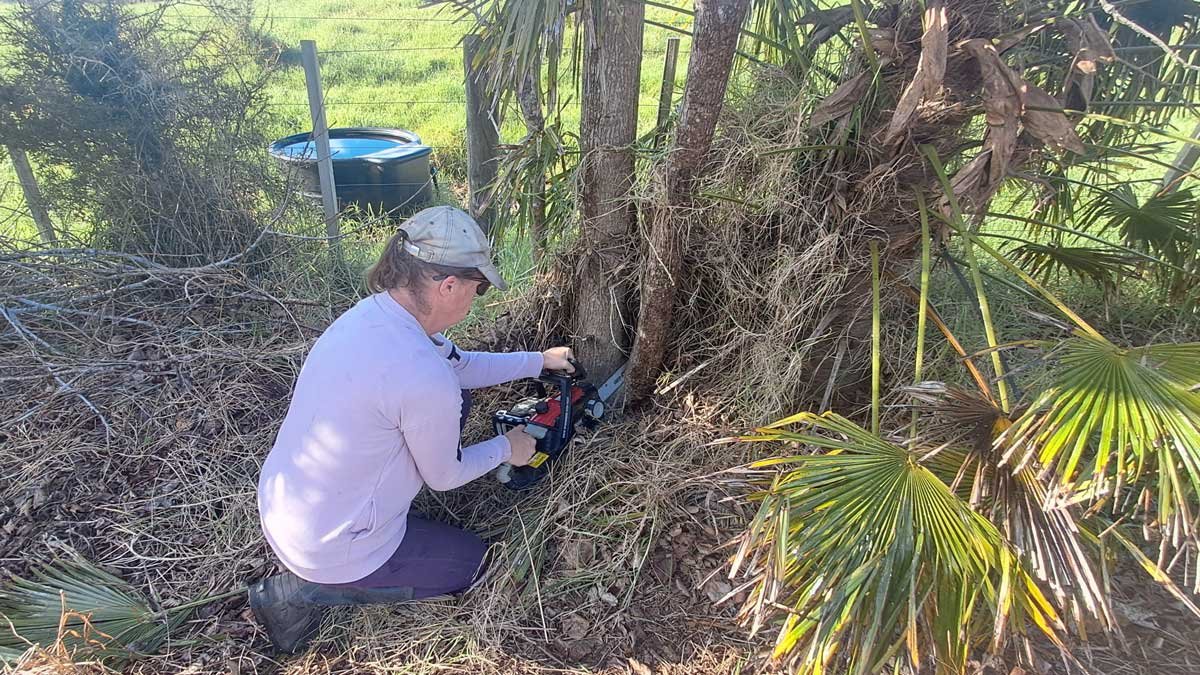 Kat using a chainsaw to prune a poplar tree.