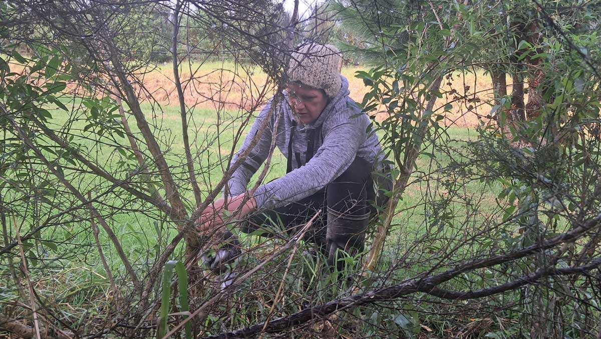 Pruning a tree with the mini chainsaw.