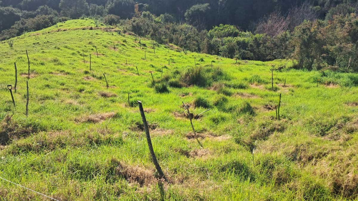 The sinking gully planted with poplar poles, harakeke, and pōhutukawa. The sinking gully planted with poplar poles, harakeke, and pōhutukawa.