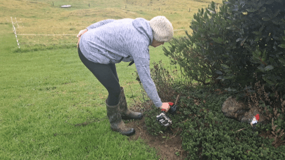 Kat trimming the herbs with the hedge trimmer.
