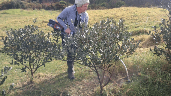 Weed eating around the feijoa trees.
