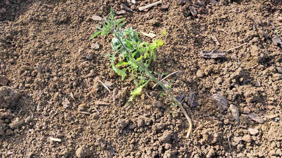 A self-sown tomato growing in an inconvenient place. A self-sown tomato growing in an inconvenient place.
