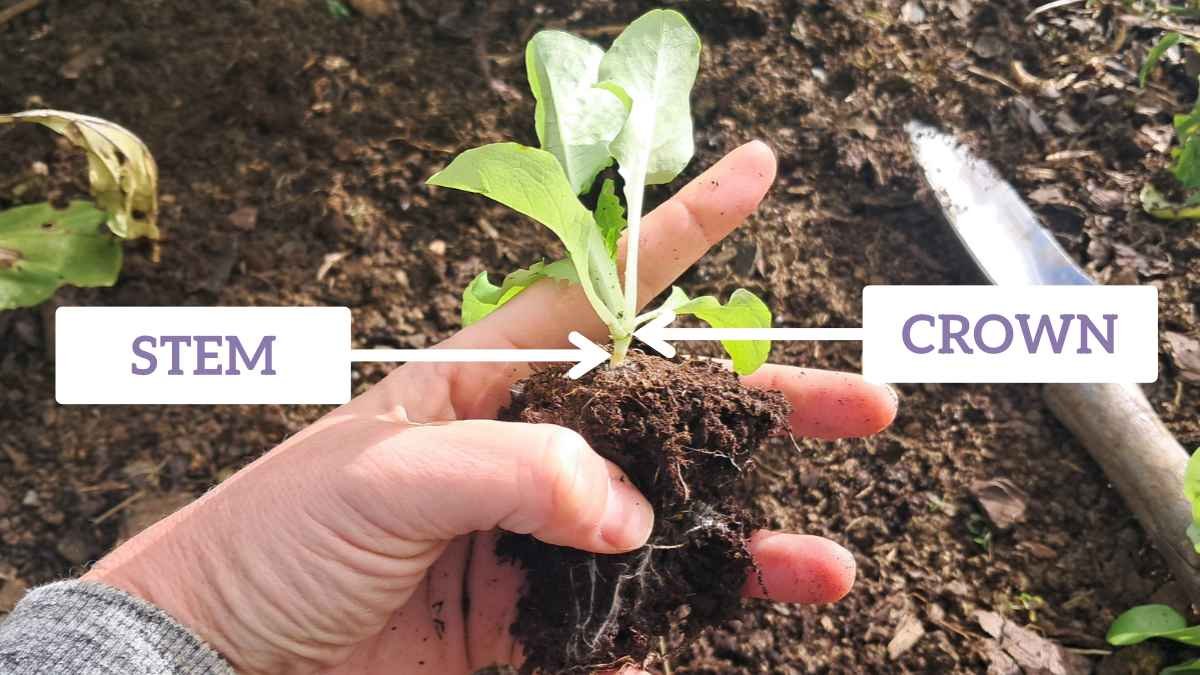 Crown and stem labelled on a lettuce seedling. Crown and stem labelled on a lettuce seedling.
