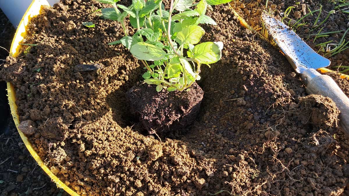 Seedling planted into the hole in the soil. Seedling planted into the hole in the soil.