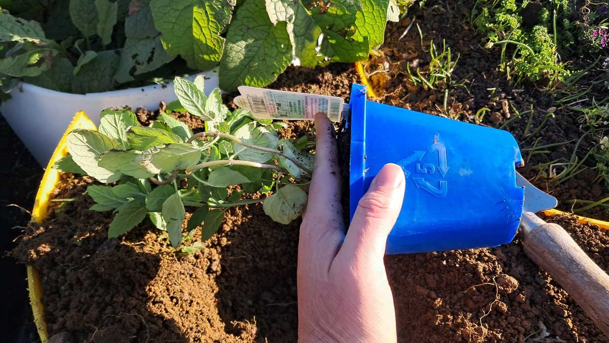 Holding the seedling, ready to remove the pot. Holding the seedling, ready to remove the pot.