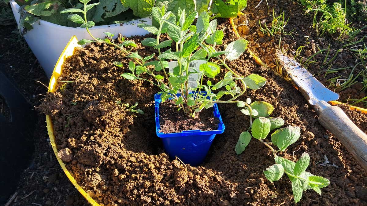A mint seedling still in its pot, placed inside a planting hole. A mint seedling still in its pot, placed inside a planting hole.