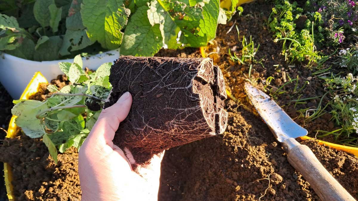 Seedling with its pot off, showing the root system. Seedling with its pot off, showing the root system.