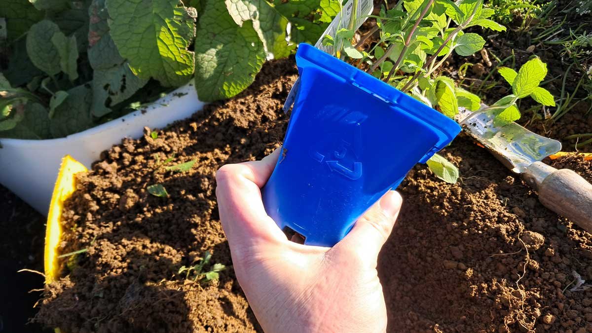 Squeezing the seedling pot to loosen it. Squeezing the seedling pot to loosen it.