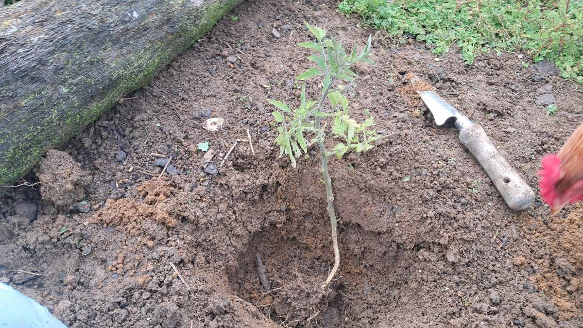 Tomato plant in a very deep hole with most of its stem inside the hole. Tomato plant in a very deep hole with most of its stem inside the hole.