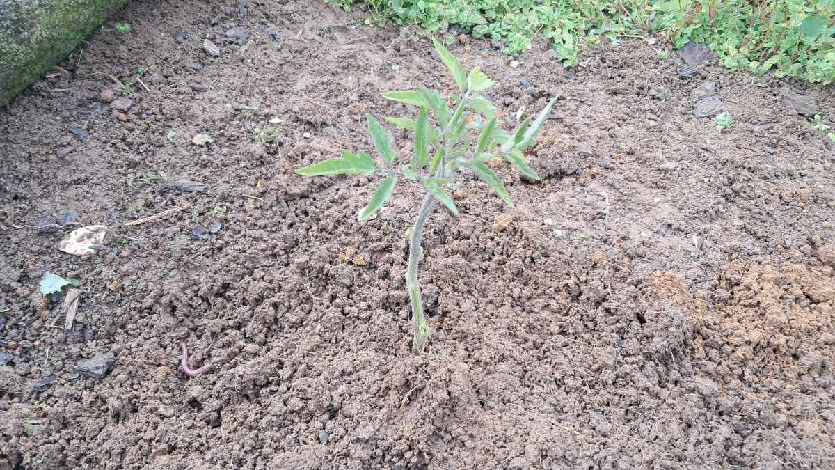 Tomato seedling stripped of leaves and stem buried. Tomato seedling stripped of leaves and stem buried.