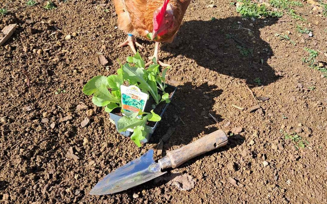 A curious chicken inspects a six-pack of seedlings beside a trowel. A curious chicken inspects a six-pack of seedlings beside a trowel.
