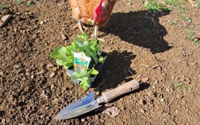 A curious chicken inspects a six-pack of seedlings beside a trowel.
