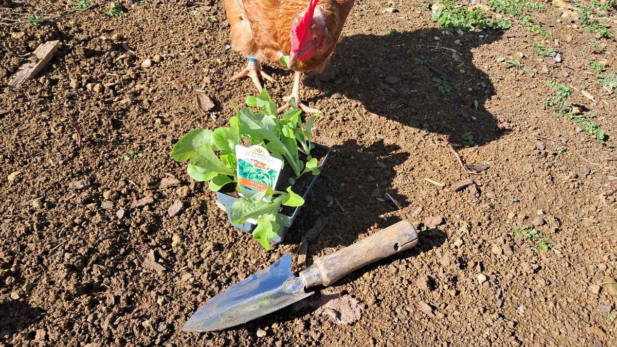 A curious chicken inspects a six-pack of seedlings beside a trowel.