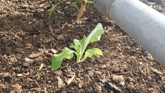 Watering in a lettuce seedling. Watering in a lettuce seedling.