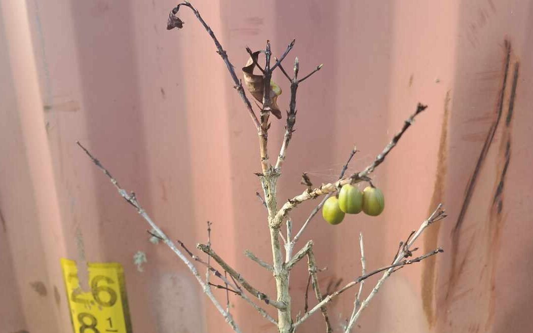 A dead cofffee plant with a few green coffee berries weakly hanging on to a branch.